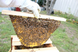 Bee Friendly Austin