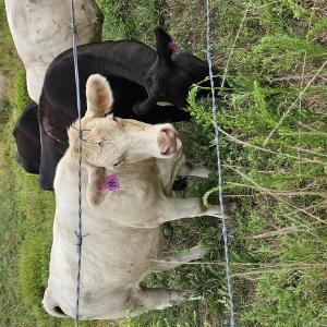 Rufener Farms