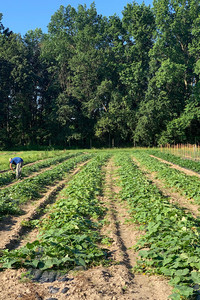 Breezy Willow Farm