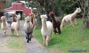 EasyGo Farm
