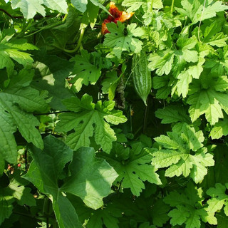 Sharon's Natural Gardens