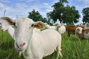 Alexandra Lake Farm