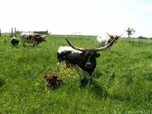 Rafter D Ranch - Grass-Fed Beef