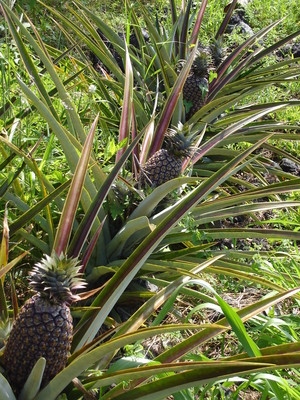 Monkeypod Organics