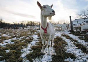 Ardith Mae Farmstead Goat Cheese