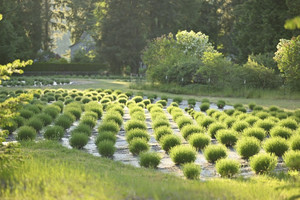 Lake Holm Lavender