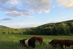 Hettie Belle Farm