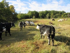 Peaceful Heart Farm