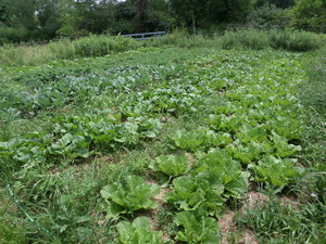 Heartbeat Learning Gardens