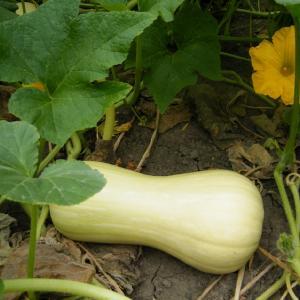 Bloom Where You're Planted Educational Farm and Pumpkin Patch