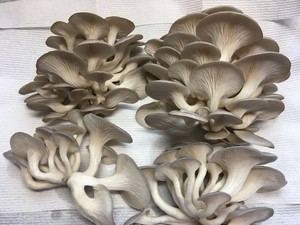 MycoBaby Gourmet Mushrooms