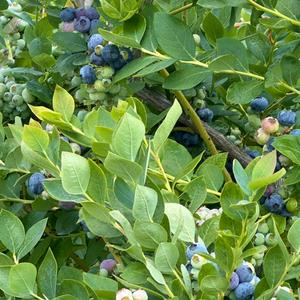 Sunmist Fruit Farm