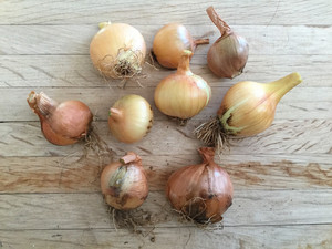 Colorado Garlic Company
