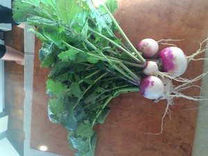 Good Earth Organic Farm