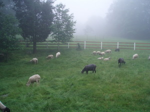 Burningheart  Farm