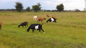 Field of Faithfulness
