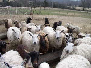 Herbal Maid Fiber Farm