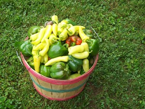 Carter's Place Farm