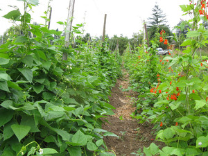 Barn Dance Seeds