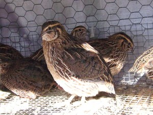 Hilltop Flock