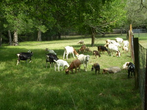 Honey Doe Farm