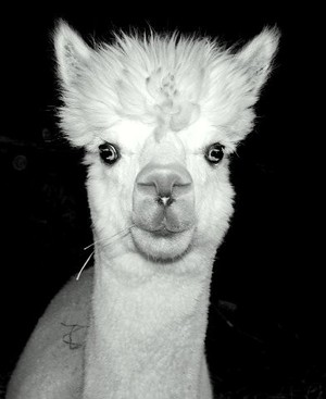 Indian Summer Alpaca Farm