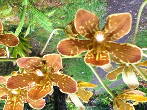 Hawaiian Acres Community Market