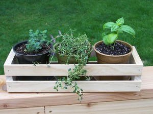 SunKiSS Gardens