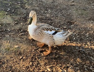Bear Ridge Ranch Rescue