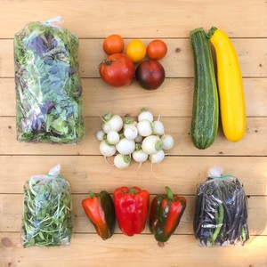Chain Reaction Urban Farm