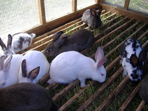 The Rabbit Lady