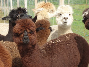 Smith Mountain Lake Farm Alpacas