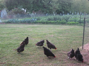 Five Star Farms