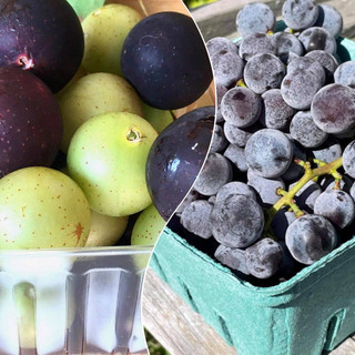 Agriberry Farm and CSA