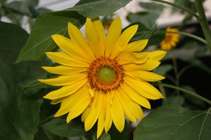 From The Earth Farm