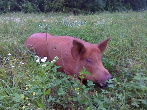 Pink House Farm