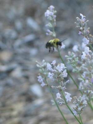 September's Herbs and Produce