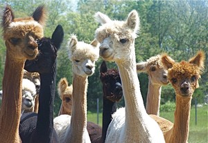 Island Alpaca Co. of Martha's Vineyard