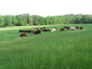 Normanton Farms