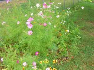 Beanpatch Farm and Nursery