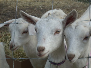 Granite Lake Goats