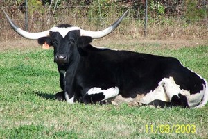 Sherbeyn's Longhorn Beef Products