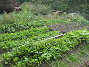 Shipki Farm Organics - CSA