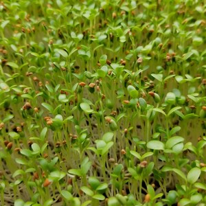 Scio Farms LLC