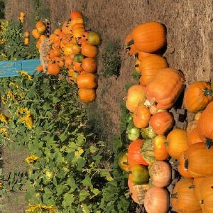 Wild Hare Farms