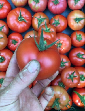 Local Harvest CSA