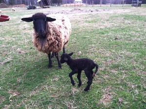Walnut Hill Farm at Elm Springs, LLC
