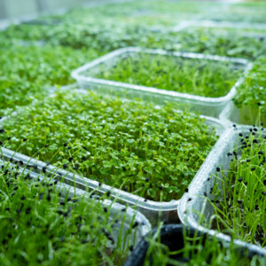 Midland Homestead Microgreens