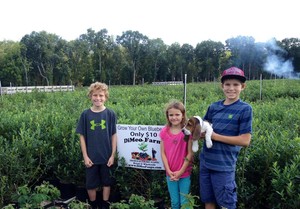 DiMeo Farms & Blueberry Plants Nursery