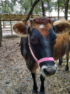 Produced on the Farm